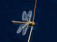 Zweifleck Libelle Weibchen auf Stängel im Wasser